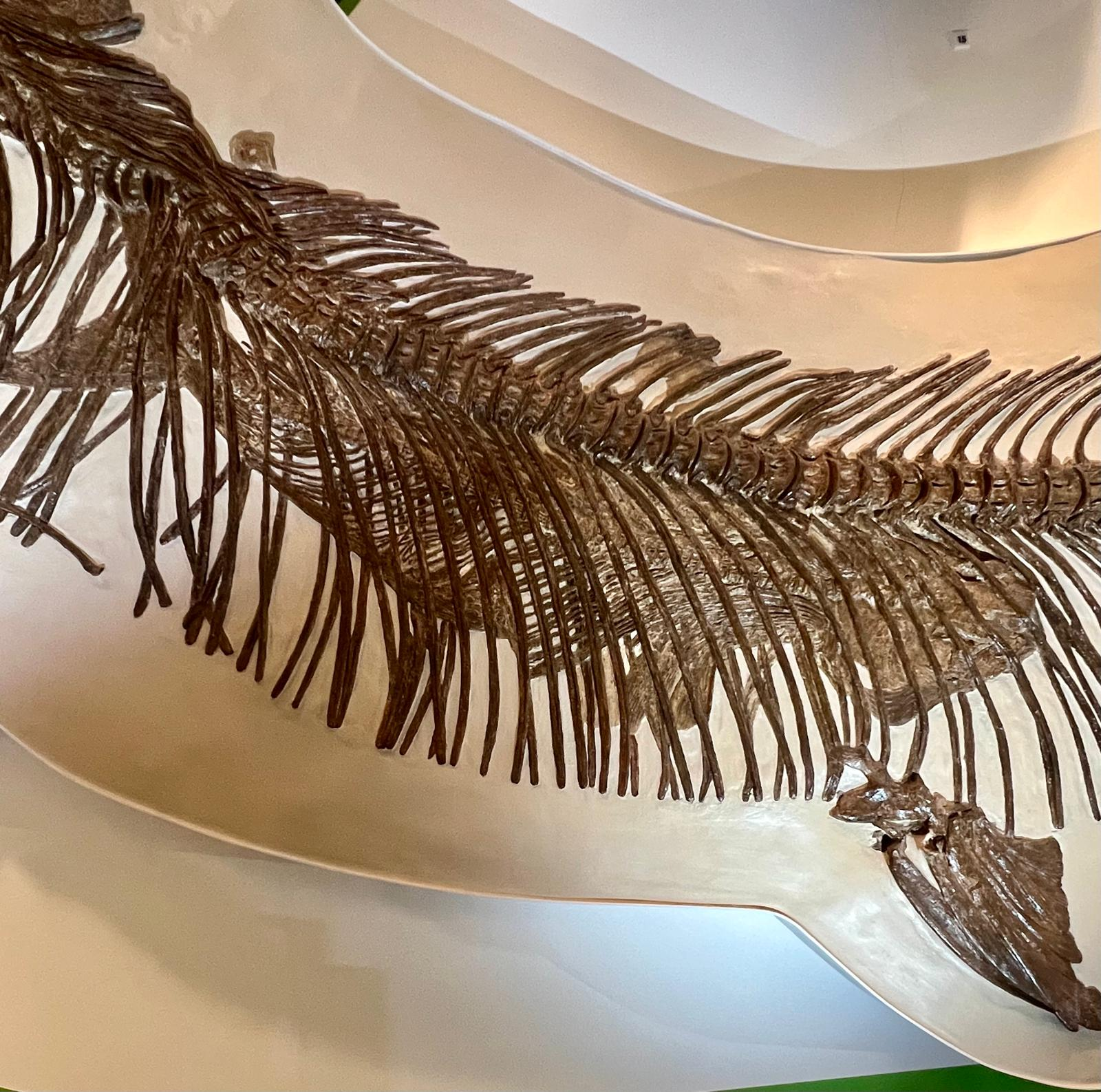 A finely preserved fossil fish skeleton on museum display.
